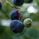 ripe green fruit  screen for extension Chrome web store in OffiDocs Chromium