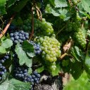 Ripe greengrapes  screen for extension Chrome web store in OffiDocs Chromium