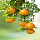 Ripe kumquat wallpape  screen for extension Chrome web store in OffiDocs Chromium