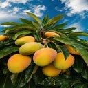 Ripe mango bunch wallpaper  screen for extension Chrome web store in OffiDocs Chromium