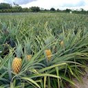Ripe pineapple field wallpaper  screen for extension Chrome web store in OffiDocs Chromium