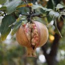 Ripe Pomegranate  screen for extension Chrome web store in OffiDocs Chromium