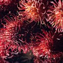 Ripe rambutan  screen for extension Chrome web store in OffiDocs Chromium