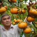 Ripe red tangerine garden  screen for extension Chrome web store in OffiDocs Chromium