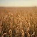 ripe rice  screen for extension Chrome web store in OffiDocs Chromium