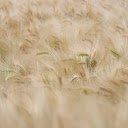 Ripe Rice Field  screen for extension Chrome web store in OffiDocs Chromium