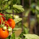 Ripe tomatoes  screen for extension Chrome web store in OffiDocs Chromium