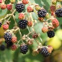 Ripe wild raspberries  screen for extension Chrome web store in OffiDocs Chromium