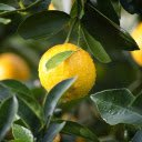 Ripe yellow oranges  screen for extension Chrome web store in OffiDocs Chromium