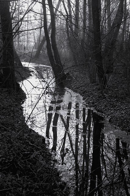 Free download river stream forest bare trees free picture to be edited with GIMP free online image editor