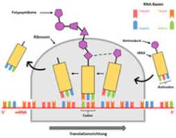 Free download RNA Translation free photo or picture to be edited with GIMP online image editor