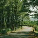 Road and row of casuarina trees  screen for extension Chrome web store in OffiDocs Chromium