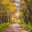 Road and trees  screen for extension Chrome web store in OffiDocs Chromium