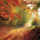 Road Forest  screen for extension Chrome web store in OffiDocs Chromium