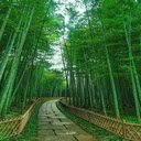 Road in the bamboo forest Wallpaper  screen for extension Chrome web store in OffiDocs Chromium