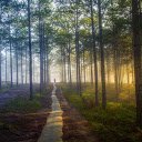Road in the forest  screen for extension Chrome web store in OffiDocs Chromium