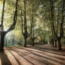 Road in the woods  screen for extension Chrome web store in OffiDocs Chromium