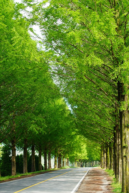 Free download road metasequoia tree green free picture to be edited with GIMP free online image editor