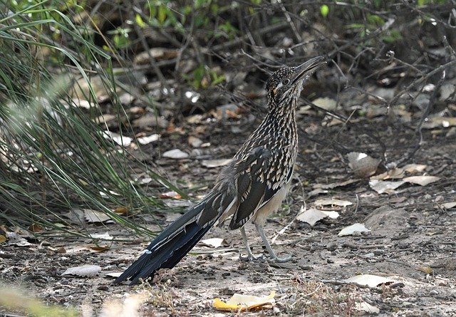 Gratis download road runner vogelpark natuur gratis foto om te bewerken met GIMP gratis online afbeeldingseditor