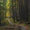 Road through the forest  screen for extension Chrome web store in OffiDocs Chromium