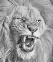 Free download roar free photo or picture to be edited with GIMP online image editor