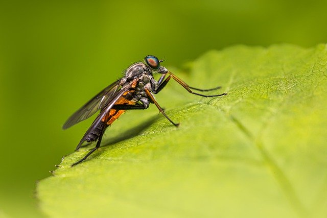 Free download robberfly animalia fly green free picture to be edited with GIMP free online image editor