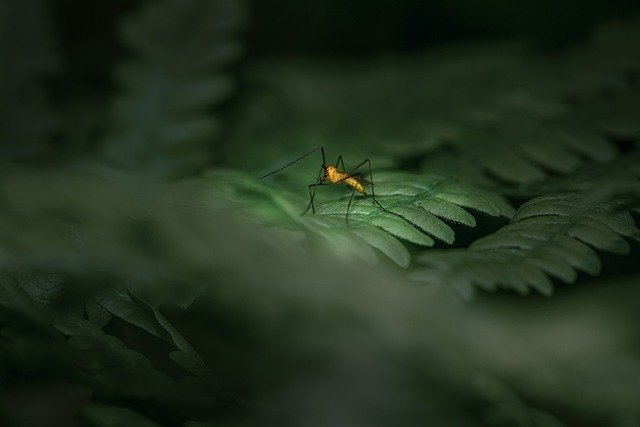 Free download robberfly fly bug parasite green free picture to be edited with GIMP free online image editor