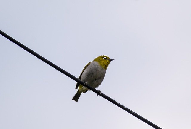 Free download robin bird bird small bird songbird free picture to be edited with GIMP free online image editor