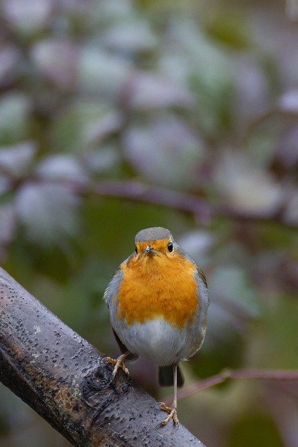 Free download robin bird forest animal nature free picture to be edited with GIMP free online image editor