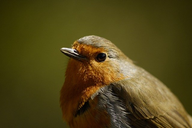 Free download robin bird nature animal avian free picture to be edited with GIMP free online image editor