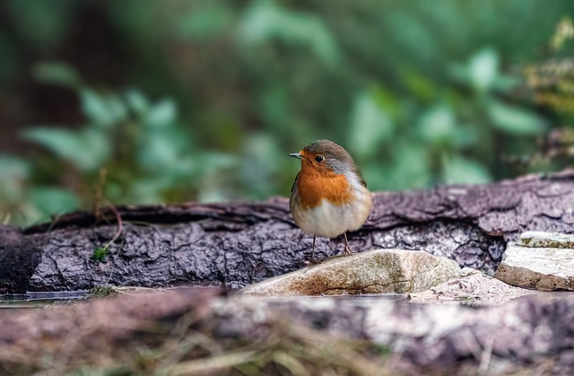 Baixe gratuitamente a imagem gratuita da floresta animal da natureza do pássaro robin para ser editada com o editor de imagens on-line gratuito do GIMP