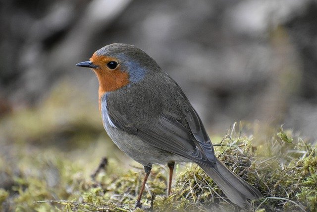 Gratis download robin bird songbird natuur gratis foto om te bewerken met GIMP gratis online afbeeldingseditor