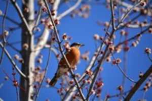 Free download Robin Blossoms free photo or picture to be edited with GIMP online image editor