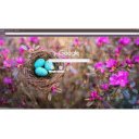 Robins Nest Spring  screen for extension Chrome web store in OffiDocs Chromium