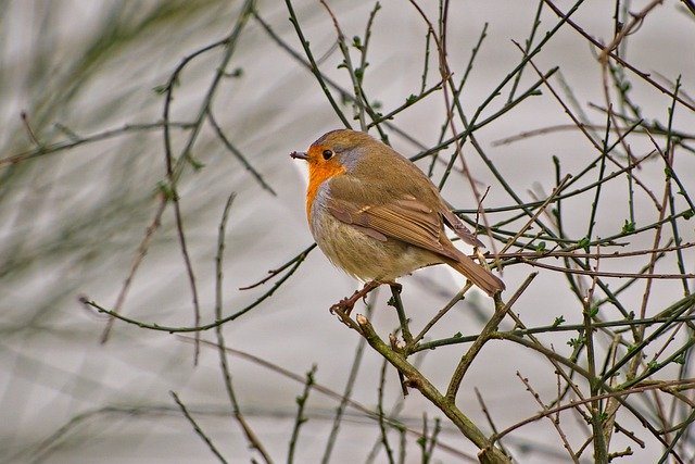 ดาวน์โหลดฟรี robin songbird bird ornithology รูปภาพฟรีที่จะแก้ไขด้วย GIMP โปรแกรมแก้ไขรูปภาพออนไลน์ฟรี