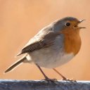 ROBIN Theme  screen for extension Chrome web store in OffiDocs Chromium