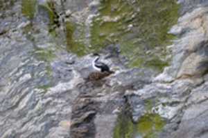 Free download Rock Cormorant on Nest at Condor Glacier free photo or picture to be edited with GIMP online image editor