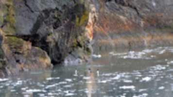 Free download Rock Cormorants in Agostini Sound free photo or picture to be edited with GIMP online image editor