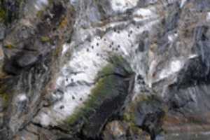 Free download Rock Cormorants in Condor Fjord free photo or picture to be edited with GIMP online image editor