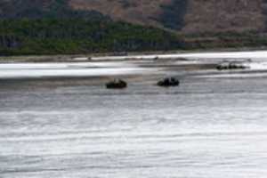 Téléchargement gratuit de cormorans rocheux dans la baie et le long du rivage du glacier Pia photo ou image gratuite à éditer avec l'éditeur d'images en ligne GIMP