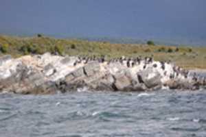 Free download Rock Cormorants on Martillo Island free photo or picture to be edited with GIMP online image editor