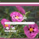 Rock Rose  screen for extension Chrome web store in OffiDocs Chromium