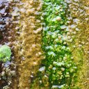 Rocks and moss  screen for extension Chrome web store in OffiDocs Chromium
