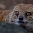 Rodents  screen for extension Chrome web store in OffiDocs Chromium