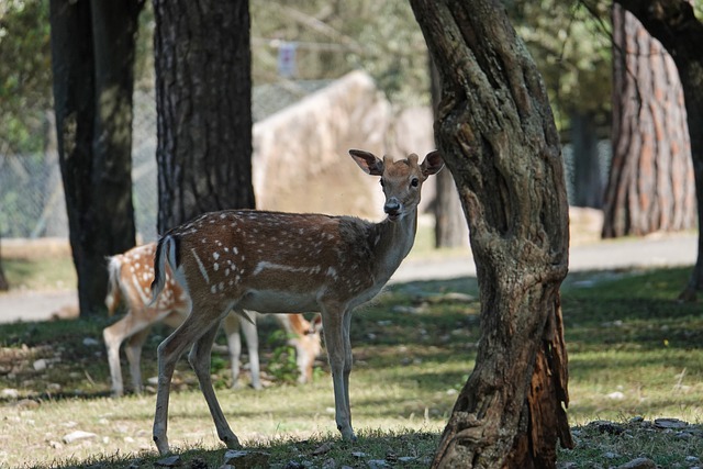 Free download roe deer nature forest animal wild free picture to be edited with GIMP free online image editor