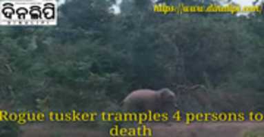 Free download Rogue tusker tramples 4 persons to death free photo or picture to be edited with GIMP online image editor