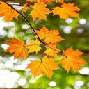 Romantic maple leaf wallpaper  screen for extension Chrome web store in OffiDocs Chromium