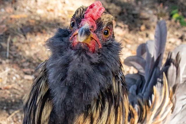 Gratis download Rooster Cock Cockerel - gratis foto of afbeelding om te bewerken met de GIMP online afbeeldingseditor