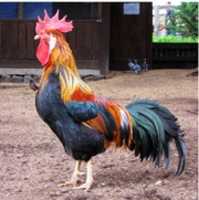 Muat turun percuma gambar atau gambar percuma Rooster untuk diedit dengan editor imej dalam talian GIMP