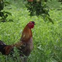 Rooster in the Grass  screen for extension Chrome web store in OffiDocs Chromium